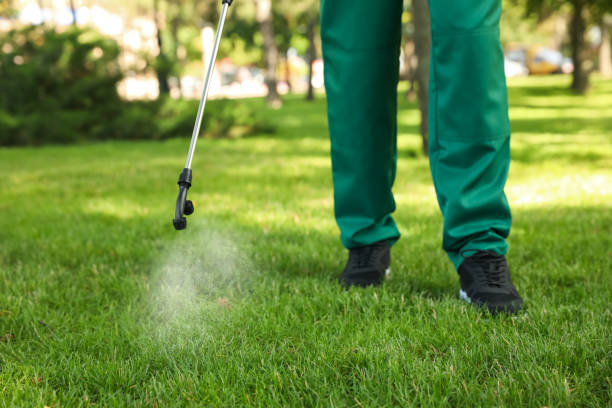 Best Wasp Removal Services  in Rock Creek, MN