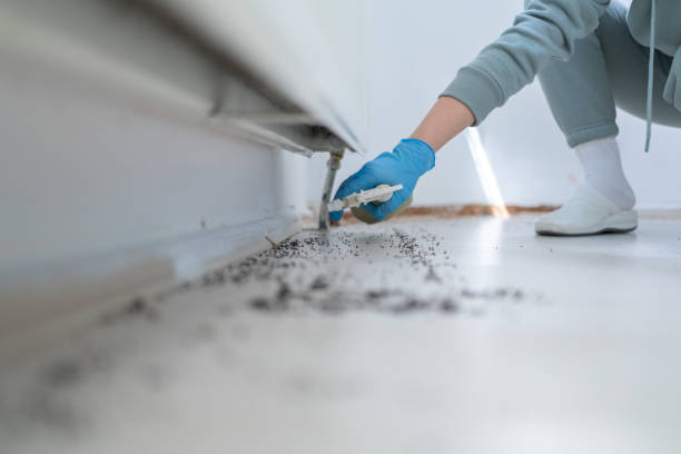 Best Residential Pest Control  in Rock Creek, MN